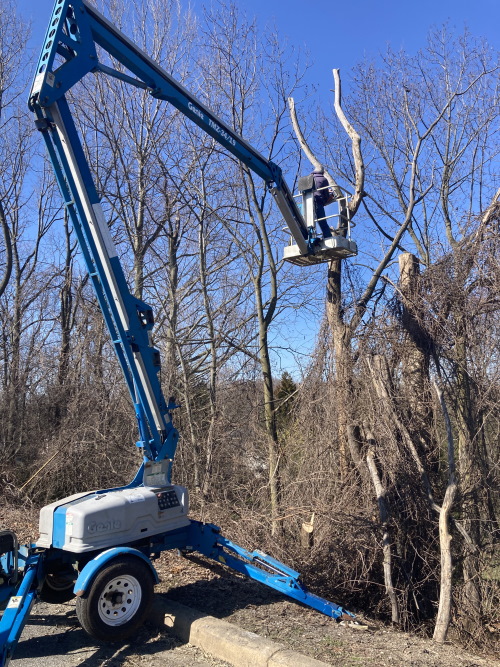 Tree service and pruning